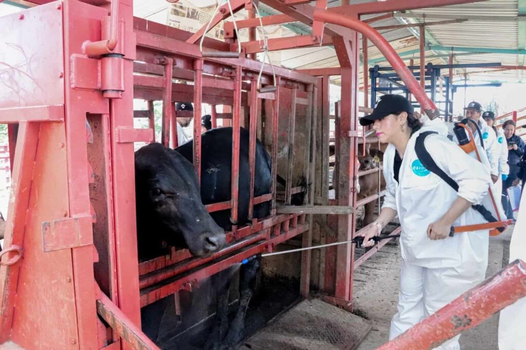 Refuerza Gobierno del Estado acciones sanitarias vs la tuberculosis bovina