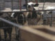 Productores mexicanos confían en la pronta reapertura de exportaciones de ganado a EE.UU.