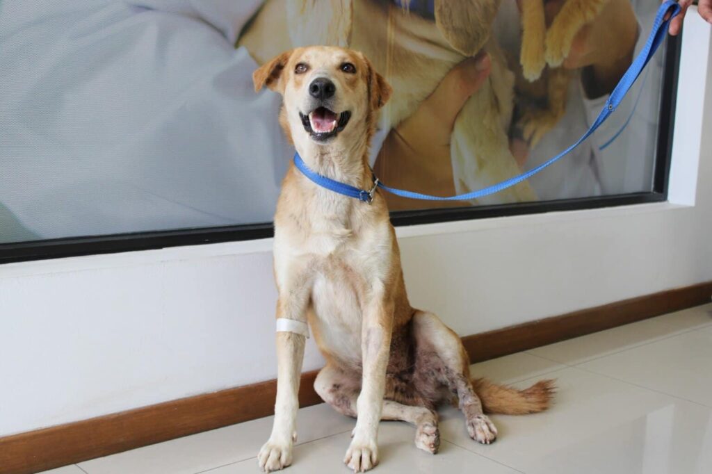 ¡Dales hogar a perros rescatados! Municipio invita a “Adopta como Héroe” en Parque El Reliz