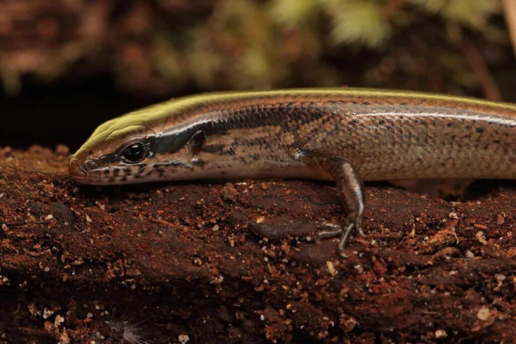 la ‘ Scincella montana ‘