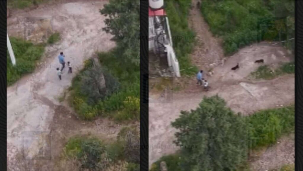 Difunden video del ataque de una jauría sufrido por un papá y sus dos hijos en Creel