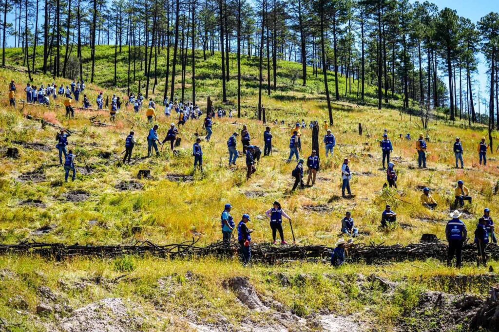 Gobierno del Estado y Súper Copa Roshfrans se unen en jornada de reforestación en Cumbres de Majalca