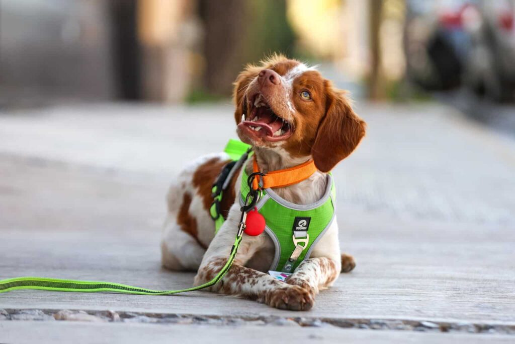 ‘Manchas’, el primer perro buscafugas de agua en México