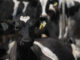 Espera México reanudar exportación de ganado a EE.UU. en dos meses tras gusano barrenador