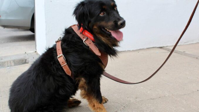 encuentra-hogar-perrito-valentin-sobrevivio-a-un-charco-de-chapopote.jpeg Encuentra hogar perrito Valentín; sobrevivió a un charco de chapopote