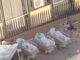 Falsa alarma  de explosión por químicos en el Hospital Morelos provoca evacuación de urgencias