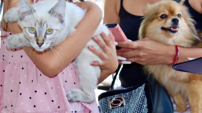 cuida-a-tu-mascota-de-la-pirotecnia-emite-municipio-recomendaciones-por-fiestas-patrias.jpeg ¡Cuida a tu mascota de la pirotecnia! emite Municipio recomendaciones por fiestas patrias