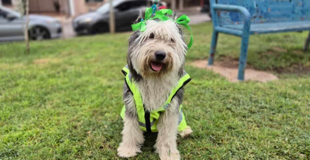 Conoce a Bartola, perrita que supervisa los parques de Chihuahua Capital