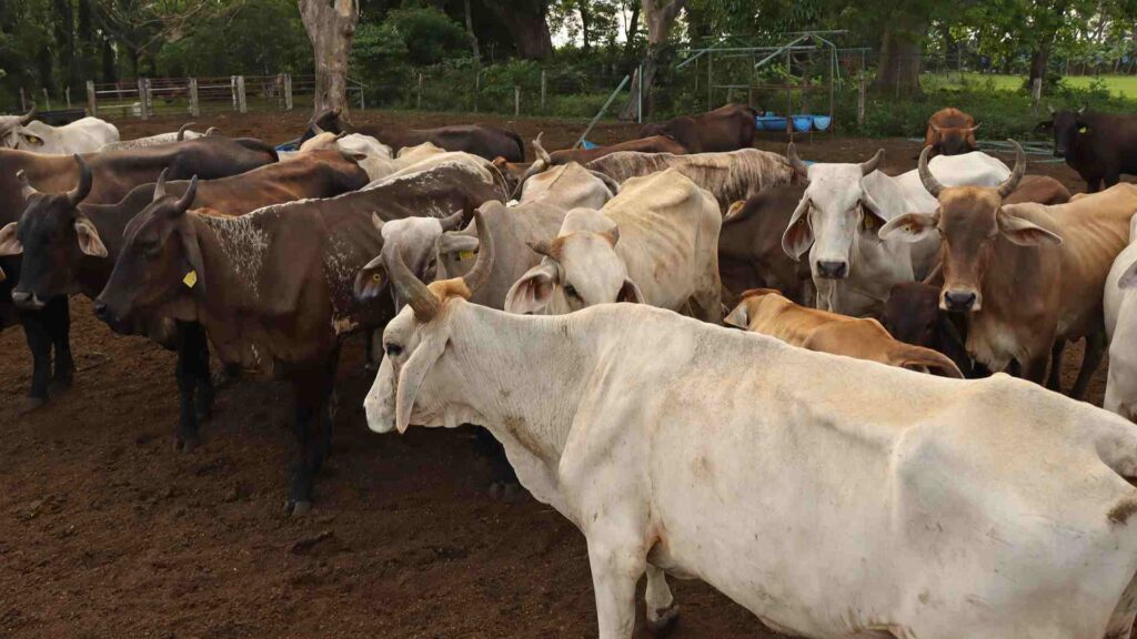 Secretaría de Agricultura intercepta otro caso de gusano barrenador en el ganado en Querétaro