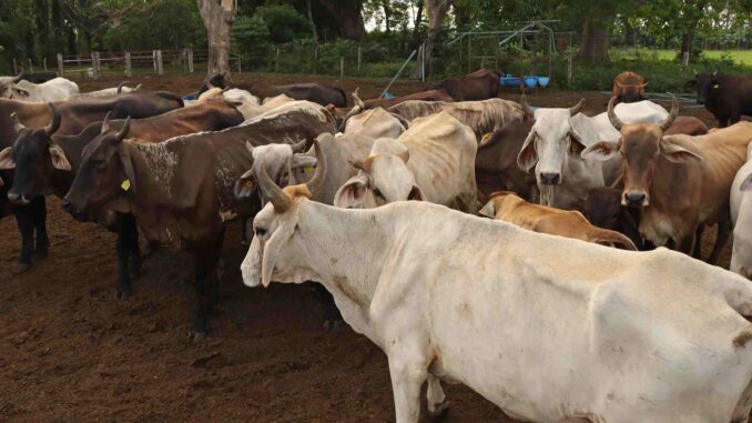 secretaria-de-agricultura-intercepta-otro-caso-de-gusano-barrenador-en-el-ganado-en-queretaro.jpg Secretaría de Agricultura intercepta otro caso de gusano barrenador en el ganado en Querétaro