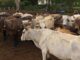 Secretaría de Agricultura intercepta otro caso de gusano barrenador en el ganado en Querétaro