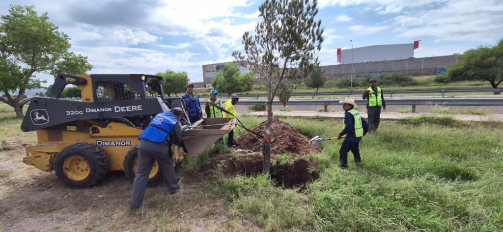 Concluye reubicación de árboles en la zona de construcción del Paso Superior Vialidad Nogales e Industrias