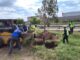 Concluye reubicación de árboles en la zona de construcción del Paso Superior Vialidad Nogales e Industrias