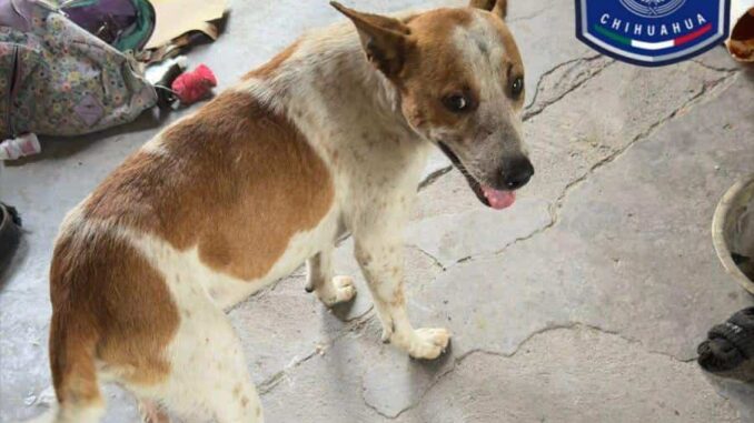 rescatan-policias-investigadores-a-perrito-en-condiciones-de-maltrato-en-parral.jpg Rescatan Policías Investigadores a perrito en condiciones de maltrato en Parral