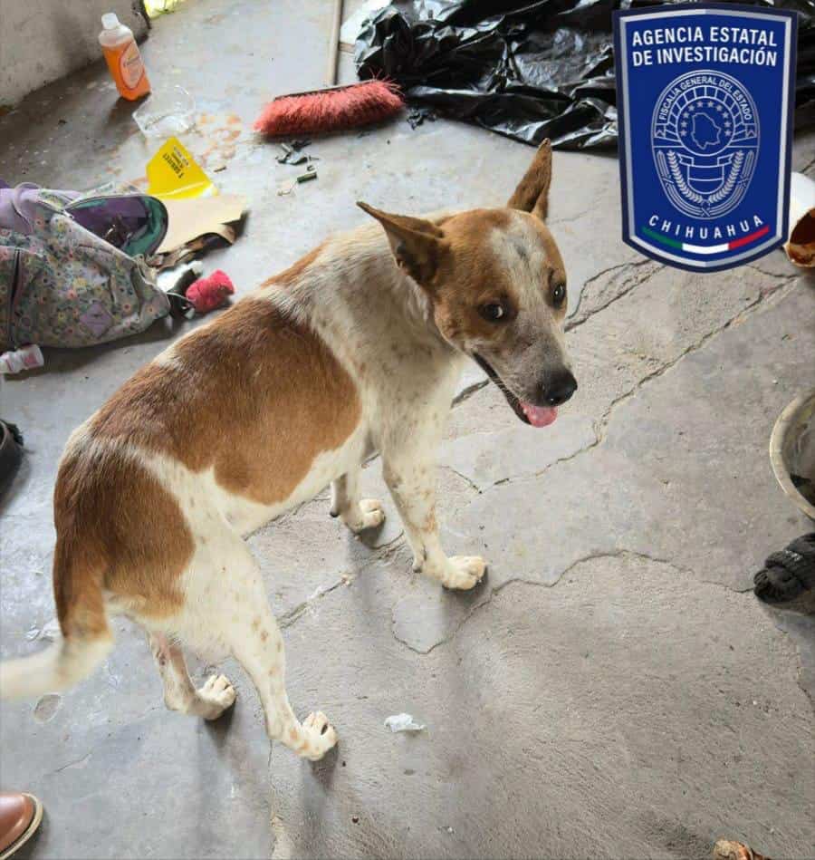 Rescatan Policías Investigadores a perrito en condiciones de maltrato en Parral