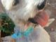 Perrito busca a su familia; encontrado a la altura de la colonia Villa