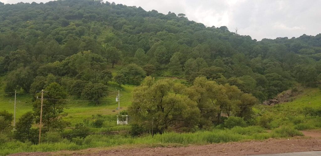 Provocarán frentes fríos 8 y 9 descenso de temperatura en la Sierra Tarahumara