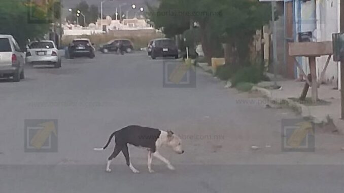 pitbull-en-abandono-ataca-a-adulto-mayor-en-riberas-de-sacramento.jpeg Pitbull en abandono ataca a adulto mayor en Riberas de Sacramento