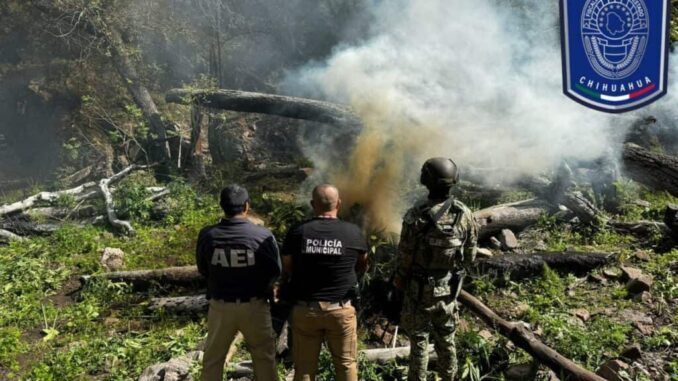 continua-operativo-de-destruccion-de-plantios-de-mariguana-al-norte-del-municipio-de-chihuahua.jpg Continúa operativo de destrucción de plantíos de mariguana al norte del municipio de Chihuahua