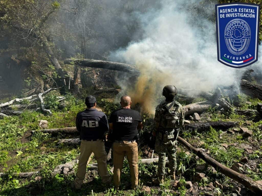 Continúa operativo de destrucción de plantíos de mariguana al norte del municipio de Chihuahua