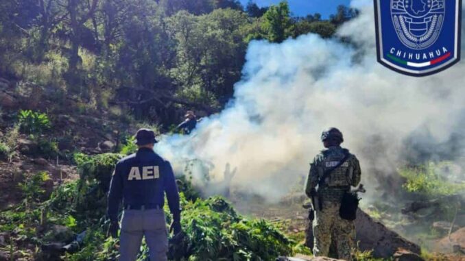 realizan-nueva-quema-de-plantios-de-droga-en-canon-la-sierrita.jpg Realizan nueva quema de plantíos de droga en Cañón La Sierrita