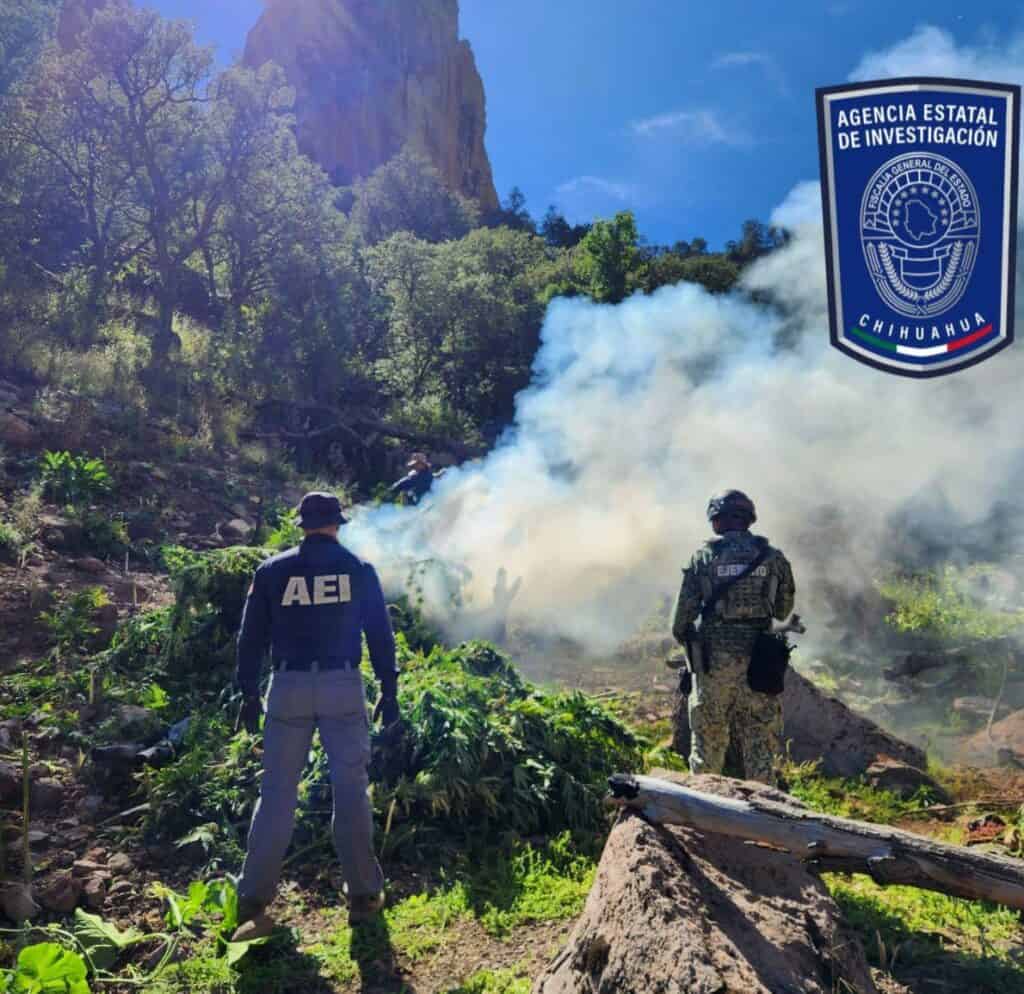 Realizan nueva quema de plantíos de droga en Cañón La Sierrita