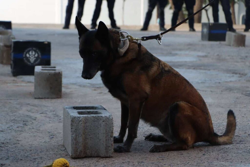 Capacitan a policías del grupo K-9 en técnicas de adiestramiento canino
