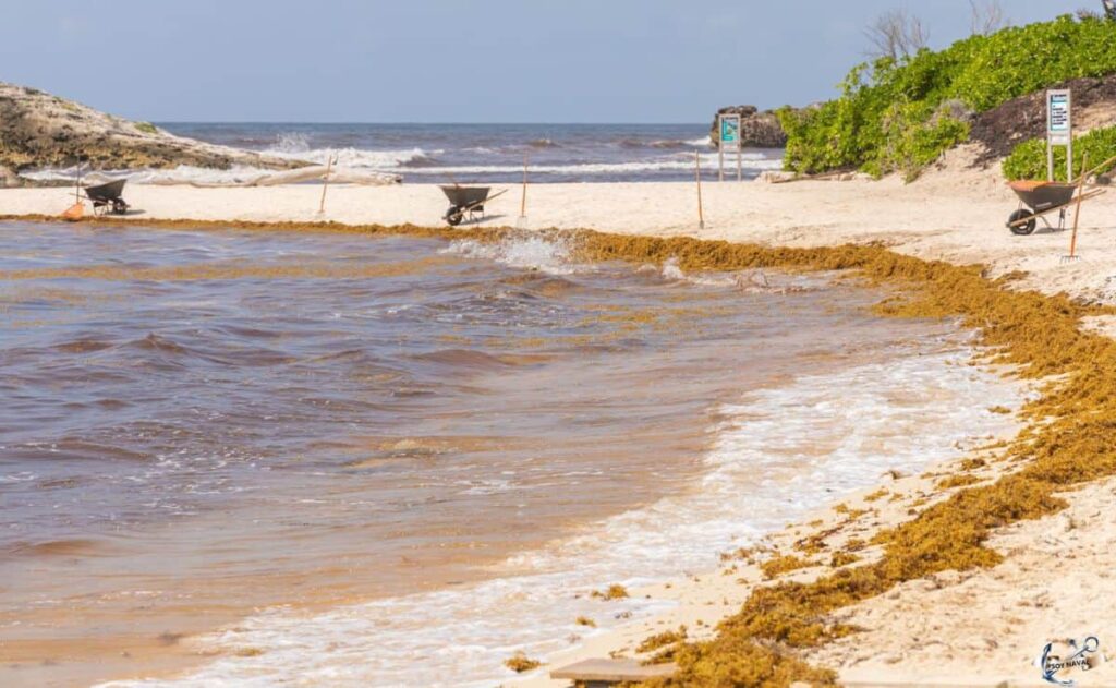 Quintana Roo y la Unión Europea fortalecen cooperación para transformar el sargazo en desarrollo sostenible
