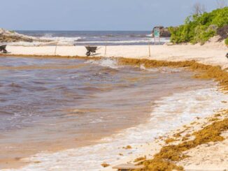 Quintana Roo y la Unión Europea fortalecen cooperación para transformar el sargazo en desarrollo sostenible