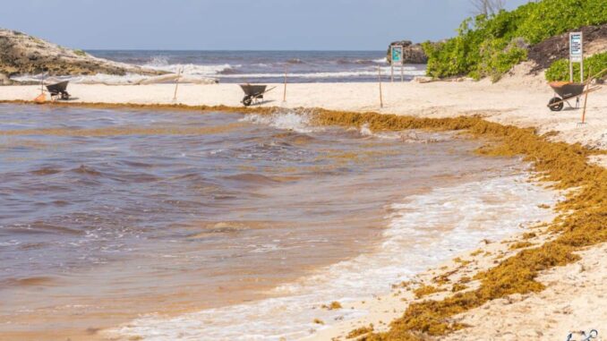quintana-roo-y-la-union-europea-fortalecen-cooperacion-para-transformar-el-sargazo-en-desarrollo-sostenible.jpg Quintana Roo y la Unión Europea fortalecen cooperación para transformar el sargazo en desarrollo sostenible