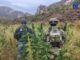 Destruyen AEI y SEDENA tres plantíos de marihuana en Ocampo