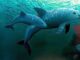 México y ONG confirman el avistamiento de entre siete y diez ejemplares de vaquita marina