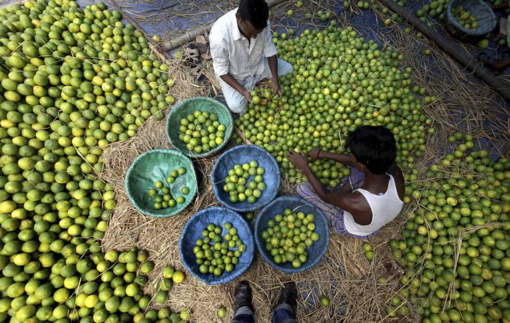 Reforzarán seguridad en Michoacán para proteger a productores de cítricos