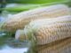 Secretaría de Agricultura anuncia acuerdo de 6 mil 50 pesos por tonelada de maíz blanco en tres estados