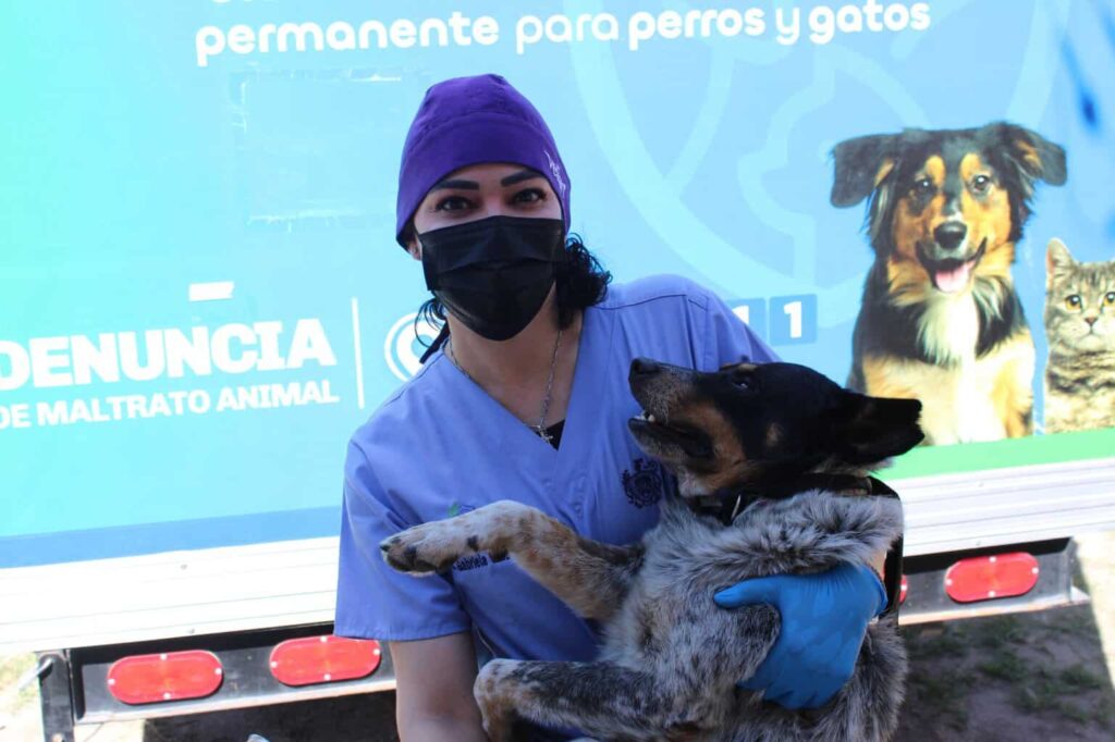 Brindarán esterilización gratuita para mascotas en colonia Nombre de Dios
