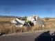 Tráiler cargado con cemento vuelca en la vía corta a Parral; conductor queda atrapado