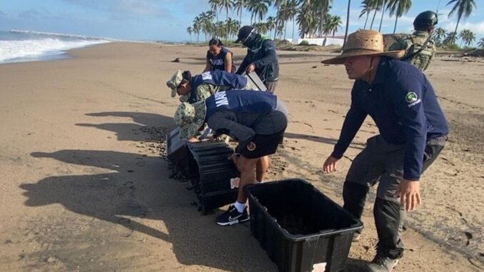 rescatan-en-nayarit-mas-de-seis-mil-huevos-de-tortuga-marina-liberan-mas-de-15-mil-crias.jpg Rescatan en Nayarit más de seis mil huevos de tortuga marina; liberan más de 15 mil crías
