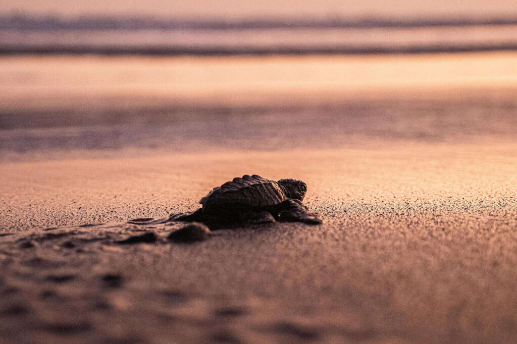 México logra en 2025 una de las temporadas “más exitosas” en conservar tortugas marinas