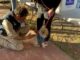 Brindará Municipio servicios gratuitos para perros y gatos en Minerales