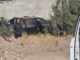 Hallan a hombre ejecutado dentro de una pickup en las inmediaciones del Ejido El Fresno
