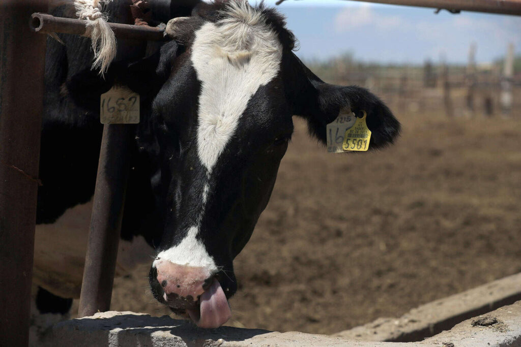 México evita dispersión de gusano barrenador con inversión de 114 millones de dólares