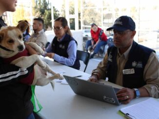 Acerca Municipio servicios gratuitos para animales de compañía en colonia Cerro de la Cruz