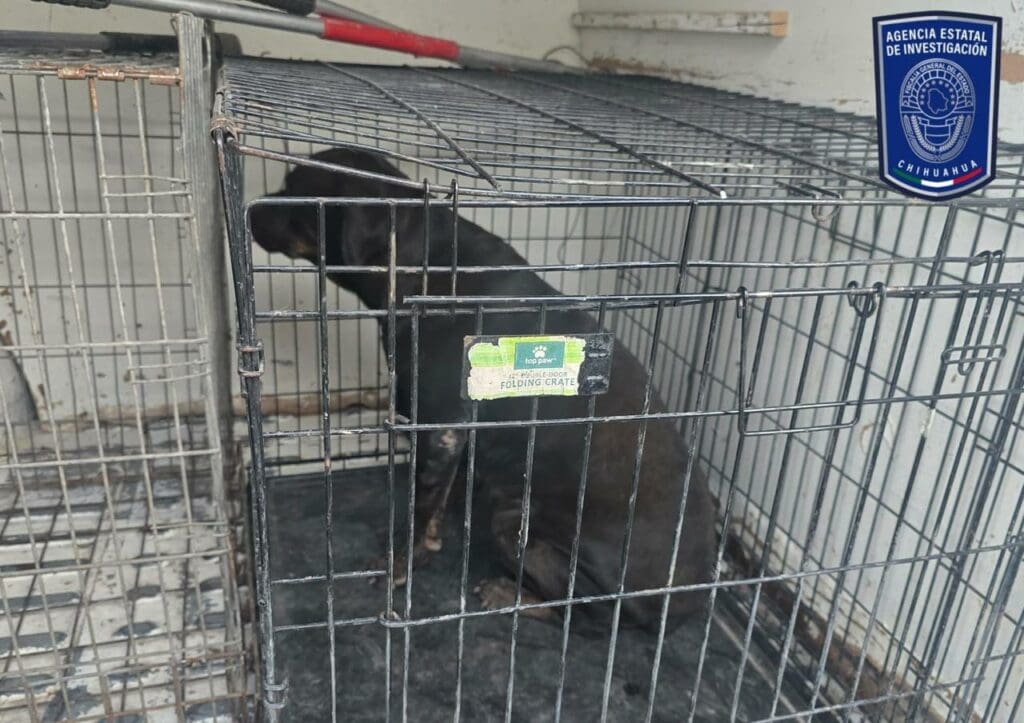 Durante octubre y noviembre, FGE Norte aseguró 592 animales en situación de maltrato en Cd. Juárez