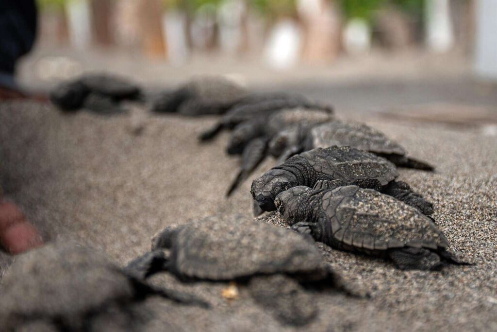 Veinte millones de tortugas marinas nacen con programa de conservación en Caribe mexicano