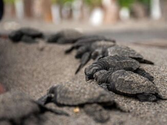 Veinte millones de tortugas marinas nacen con programa de conservación en Caribe mexicano