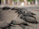 Veinte millones de tortugas marinas nacen con programa de conservación en Caribe mexicano