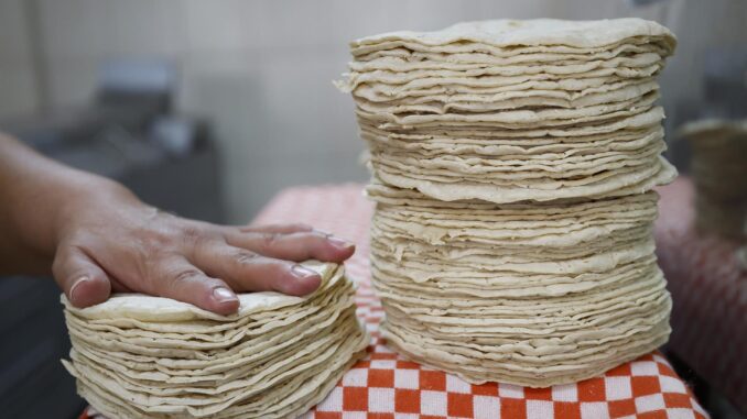 descartan-agricultura-y-profeco-alza-en-precio-de-la-tortilla.jpg Descartan Agricultura y Profeco alza en precio de la tortilla