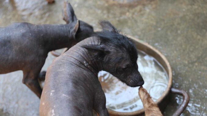 camara-de-diputados-aprueba-crear-el-dia-nacional-del-xoloitzcuintle.jpg Cámara de Diputados aprueba crear el Día Nacional del Xoloitzcuintle