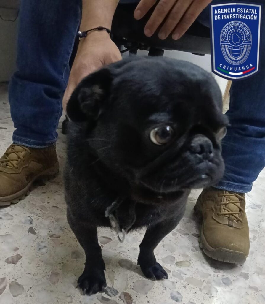 Asegura AEI Zona Centro a mascota reportada como robada