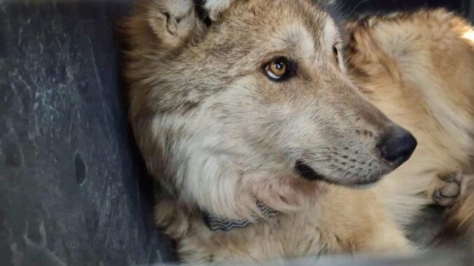 reintroducen-con-exito-a-familia-de-lobos-mexicanos-en-durango.jpeg Reintroducen con éxito a familia de lobos mexicanos en Durango